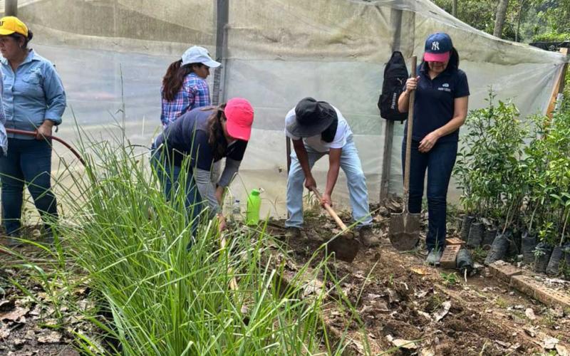 Producen plantas medicinales en huertos regionales
