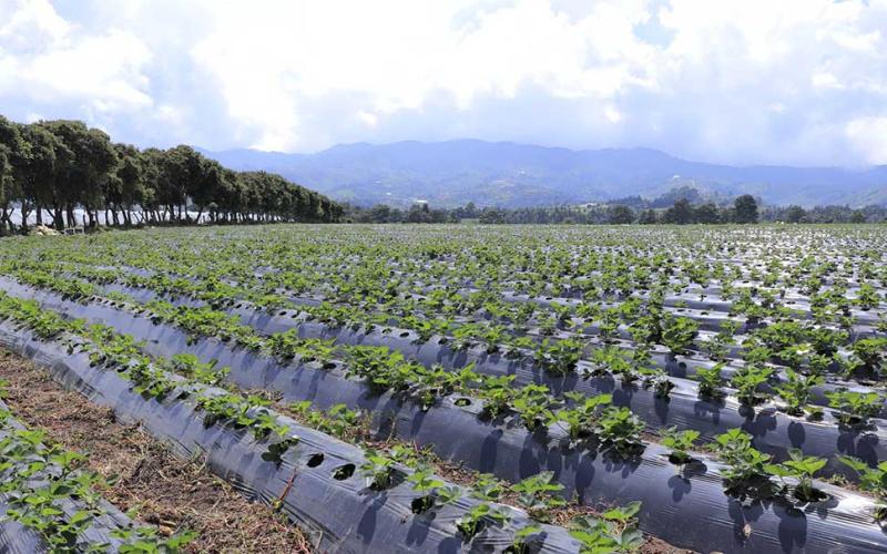 Recomendaciones al sector agropecuario por altas temperaturas registradas