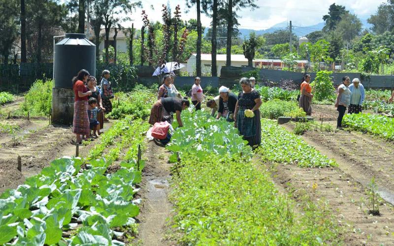 Redes de comercialización de agricultura familiar trazan rutas para el desarrollo