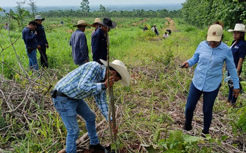 Reforestación favorecerá condiciones de cultivos en San Pablo Jocopilas, Suchitepéquez