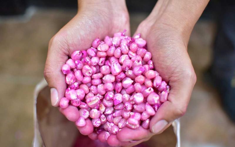 Semillas de maíz mejoradas: adaptables a situaciones climáticas y resistentes a plagas