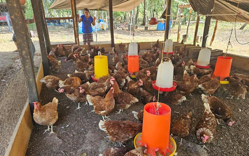 Trabajan para mejorar producción de las granjas avícolas de San Francisco, Petén