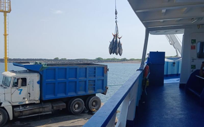 Velan por el cumplimiento de regulaciones internacionales en la pesca de atún