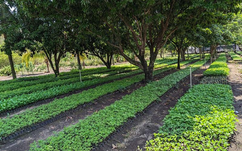 Vivero agroforestal en Masagua, Escuintla, favorece la rehabilitación de cuencas