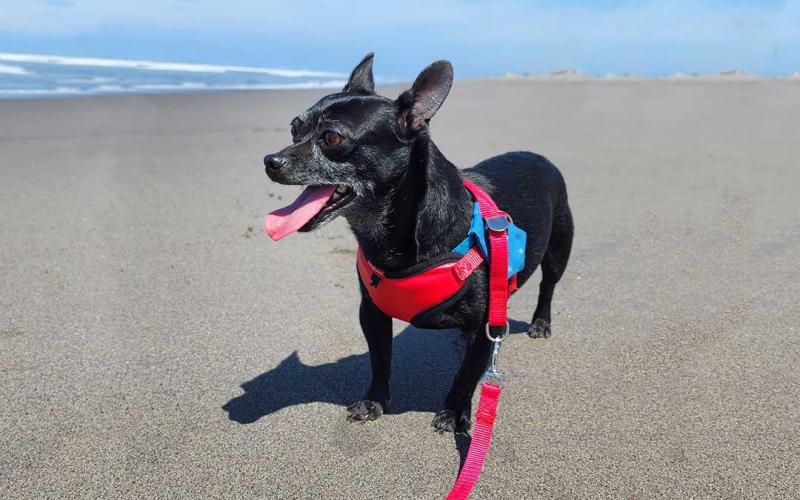 Culminan curso de Introducción al Bienestar Animal