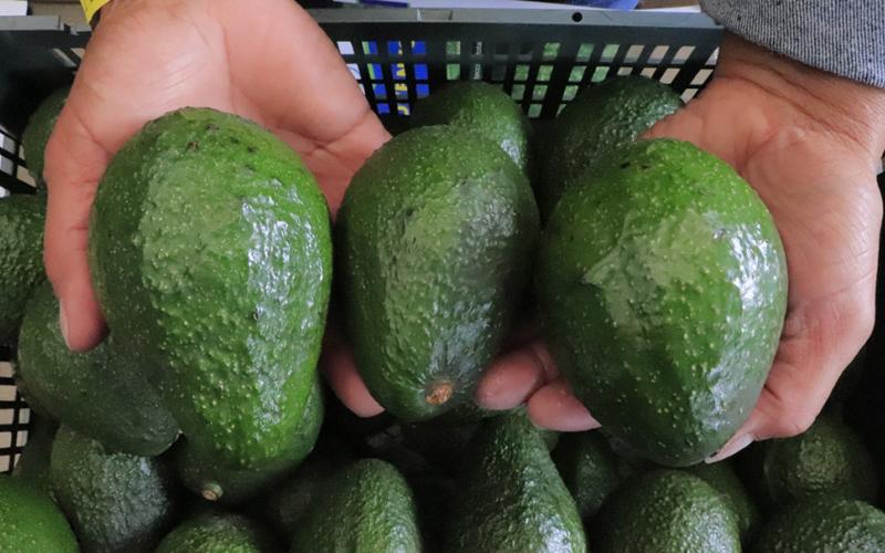 Dan seguimiento a proceso de recepción de observaciones para exportación de Aguacate Hass