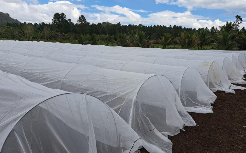 Macrotúneles: sistemas innovadores que optimizan la agricultura