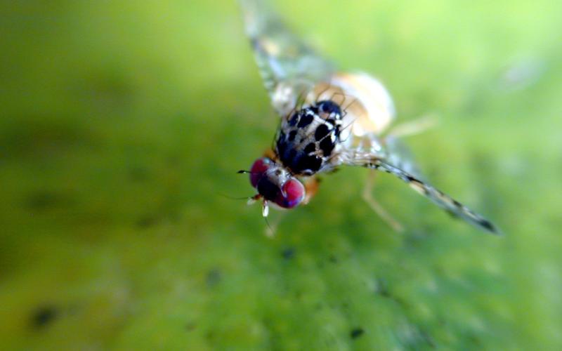 Acciones para frenar la propagación de la mosca del Mediterráneo