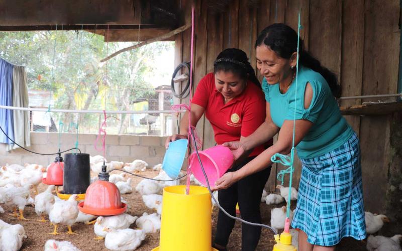 Avicultores aprenden manejo profiláctico de pollos de engorde