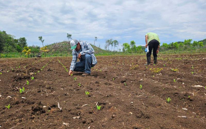 Brindan asistencia para siembra de maíz