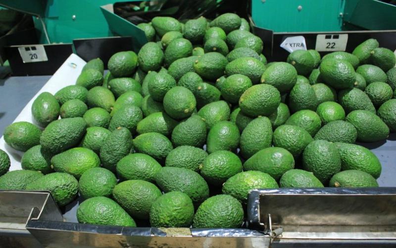 Conozca las características de las variedades de aguacate guatemalteco