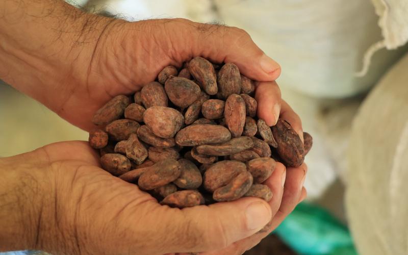 Convocatoria a participar en el concurso nacional de la calidad del cacao y el chocolate