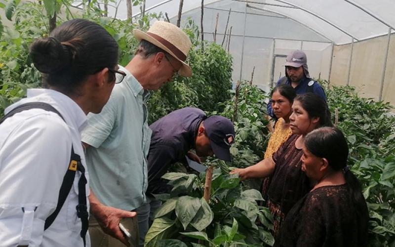 Fortalecen producción orgánica de hortalizas