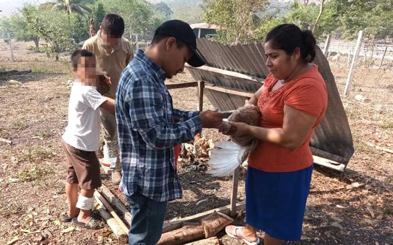 Impulsan salud aviar con vacunación en Petén