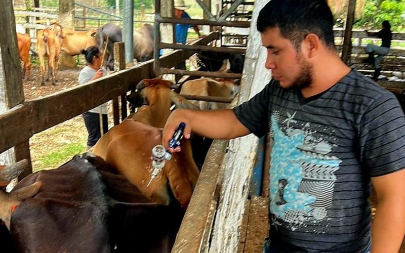 Previenen rabia bovina