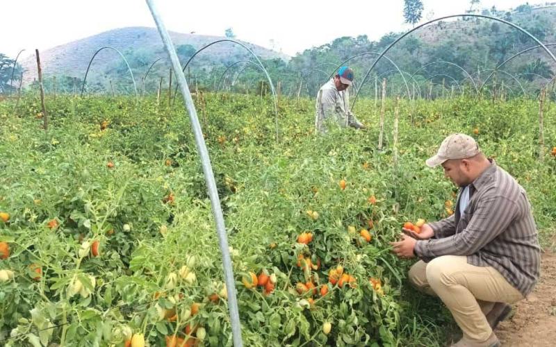 Promueven macro túneles y huertos familiares en Melchor de Mencos