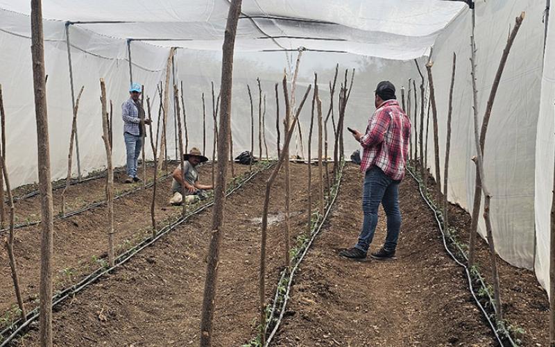 Promueven uso de fertirriego y macrotúneles en producción de tomate