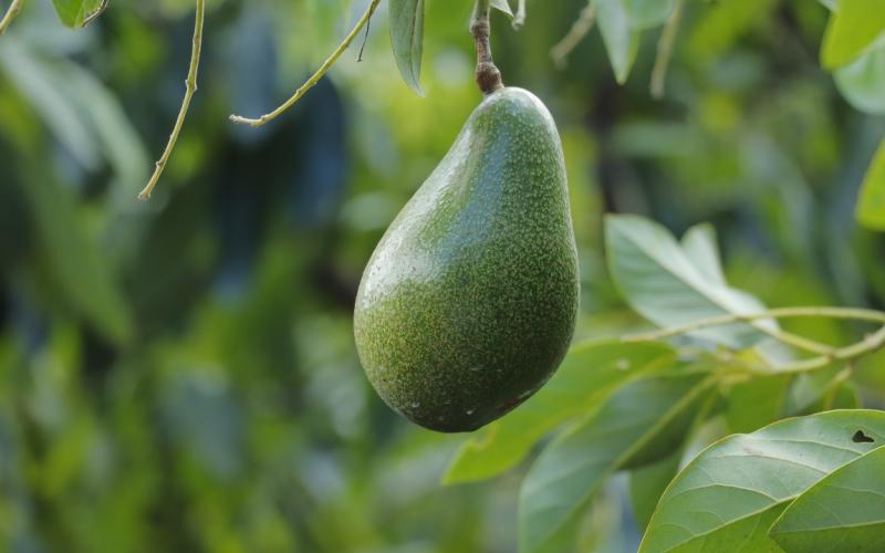 ¿Qué hace al aguacate especial?