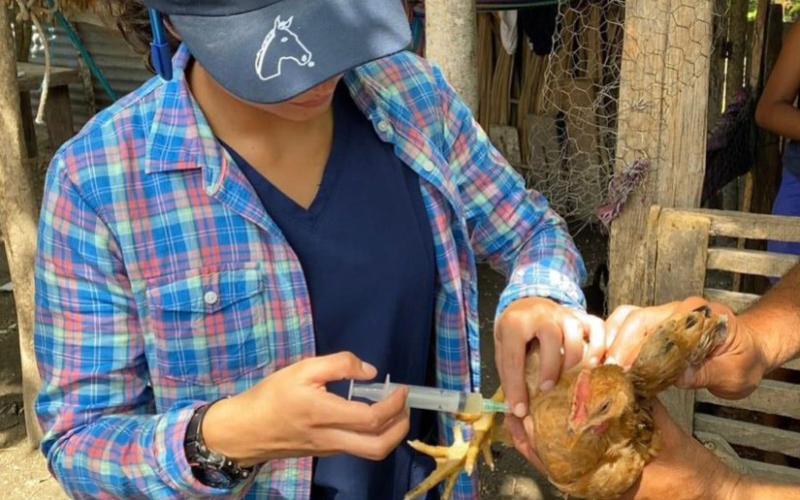 Vacunan aves de traspatio y a porcinos