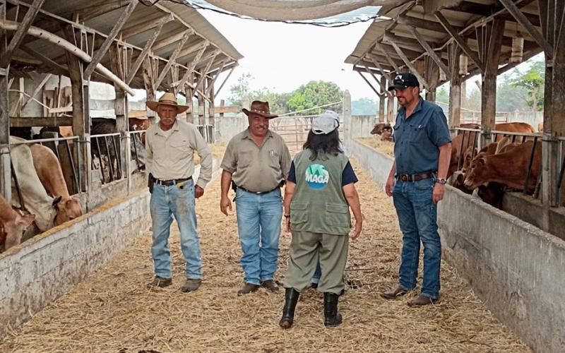 Velan por el bienestar y calidad de distintas razas de ganado