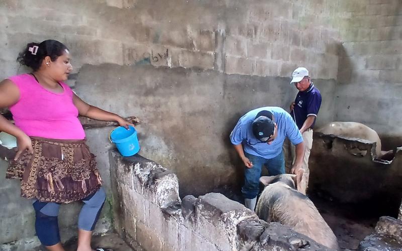 Velan por la salud del patrimonio porcino