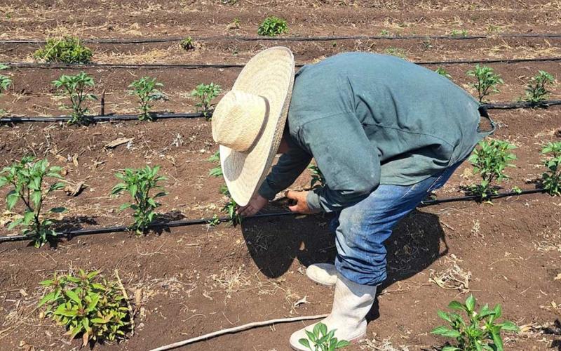 En Petén brindan capacitaciones de plan de fertilización