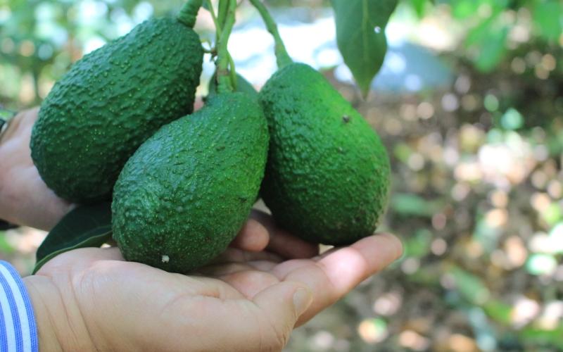 Conozca las condiciones óptimas para el buen cultivo del aguacate