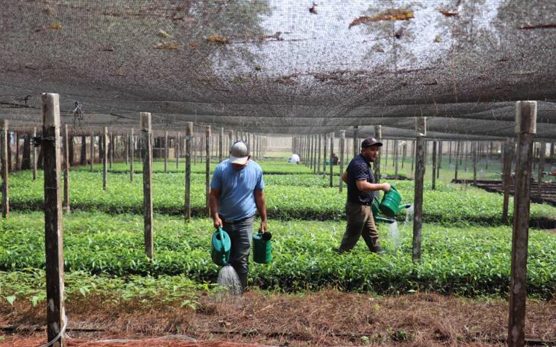 Impulsan gestión sostenible de los recursos naturales en Petén