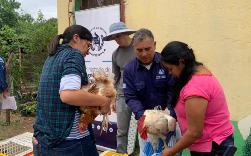 Familias reciben aves y hortalizas para fortalecer su seguridad alimentaria