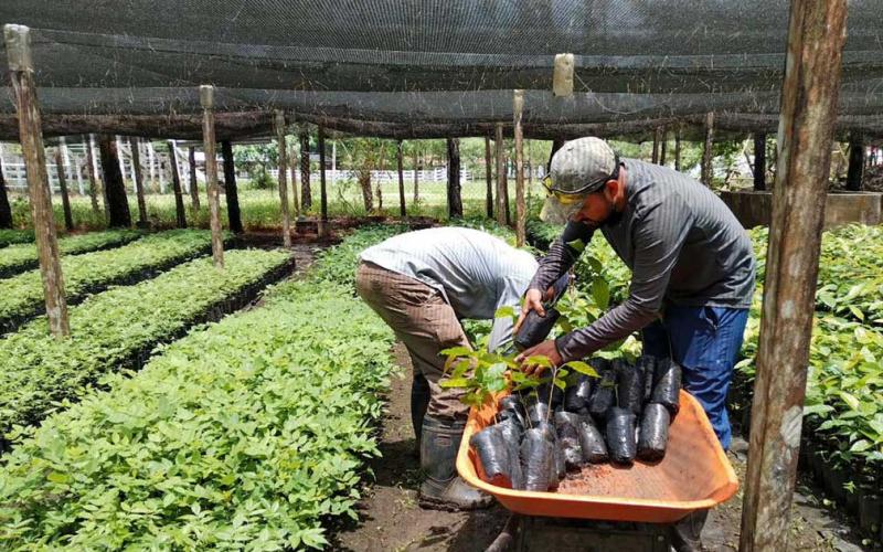 Avanza la entrega de plántulas forestales en Petén