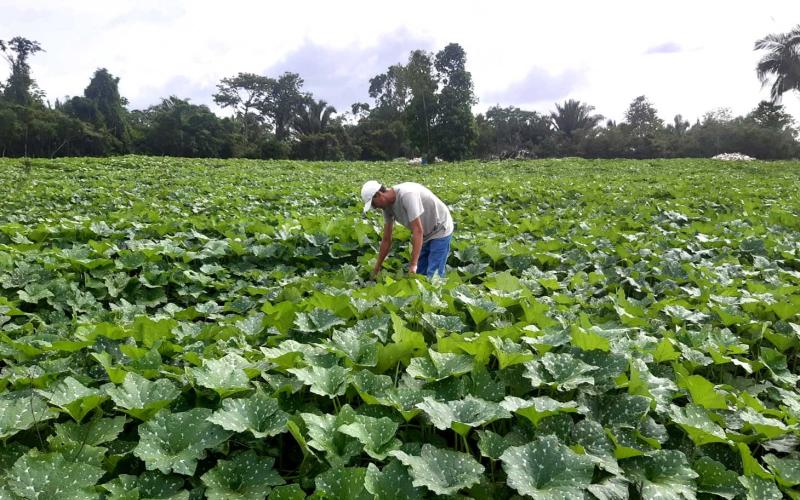 Brindan asistencia técnica a productores de Santa Ana, Petén