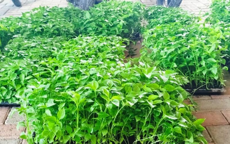 Centro de producción de hortalizas apoya a productores de Petén