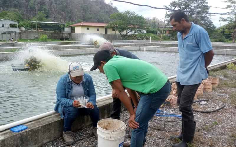 Continúa el fomento de tilapia en Petén