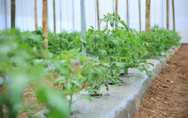 Continúa monitoreo agroclimático en el sector agropecuario