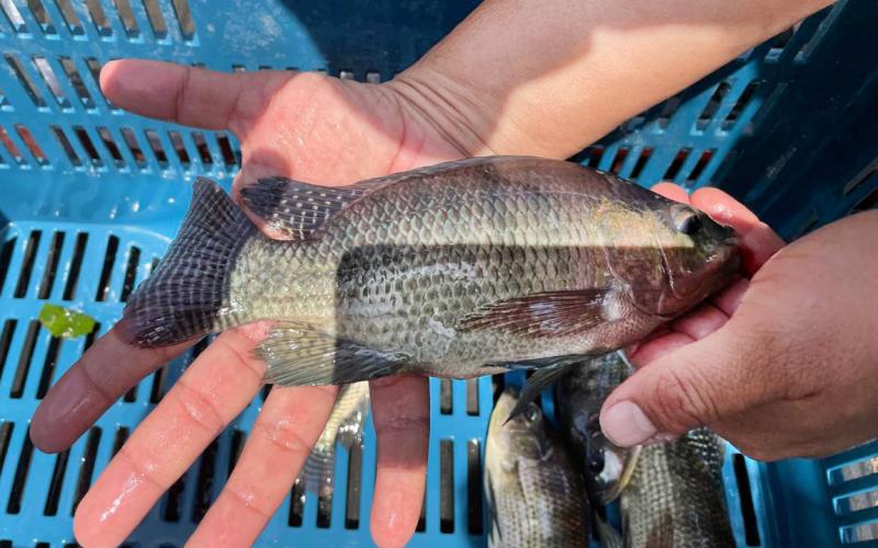 Centro El Remate produce 45 mil alevines en junio