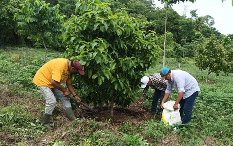 En Petén promueven cultivo de aguacate variedad Booth 8