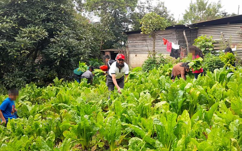 En Sacatepéquez colectan primera cosecha del huerto escolar