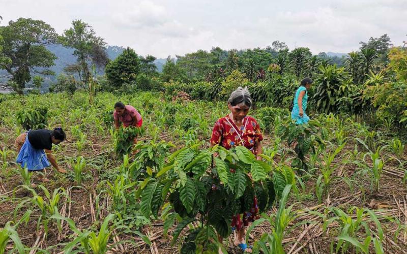 Entregan alimentos por acción en San Marcos