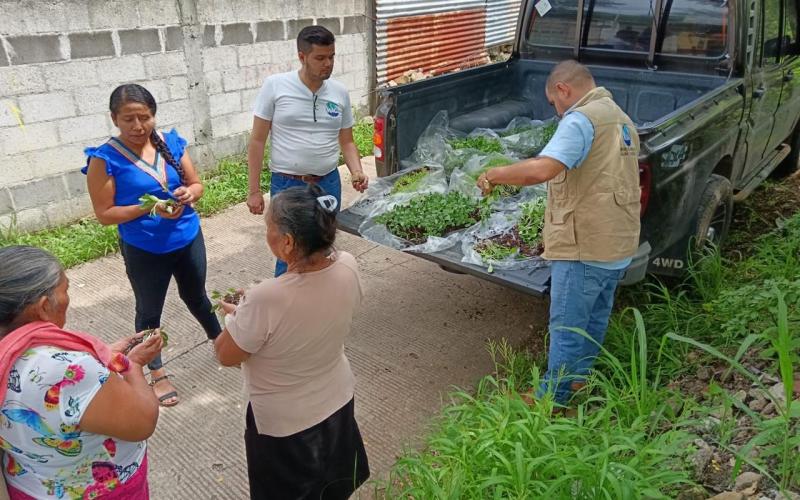 Huertos Familiares ofrecen acceso y disponibilidad de alimentos