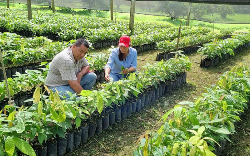 Inicia entrega de plantas de cacao
