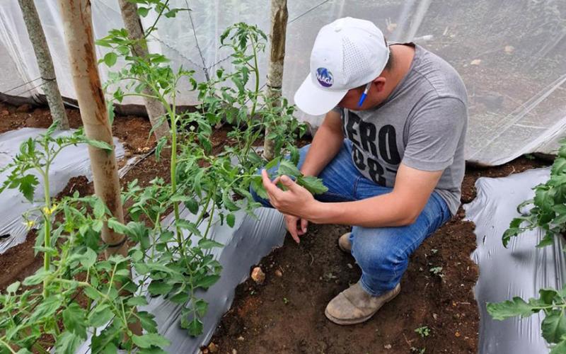 Monitorean manejo y producción de tomate bajo condiciones controladas