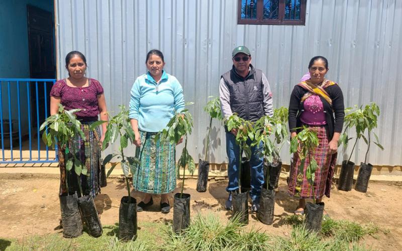 Promueven cultivo de aguacate Hass en San Marcos