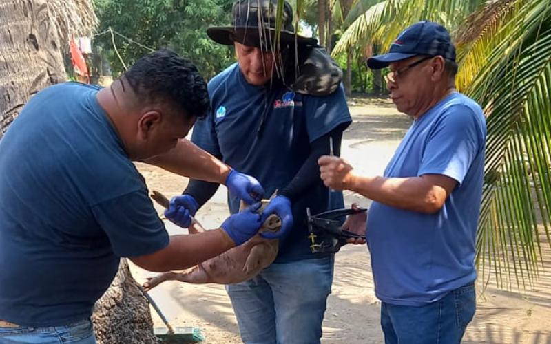 Realizan monitoreo sanitario en establecimientos porcinos