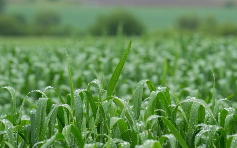 Recomendaciones para el sector agropecuario por situación actual del clima