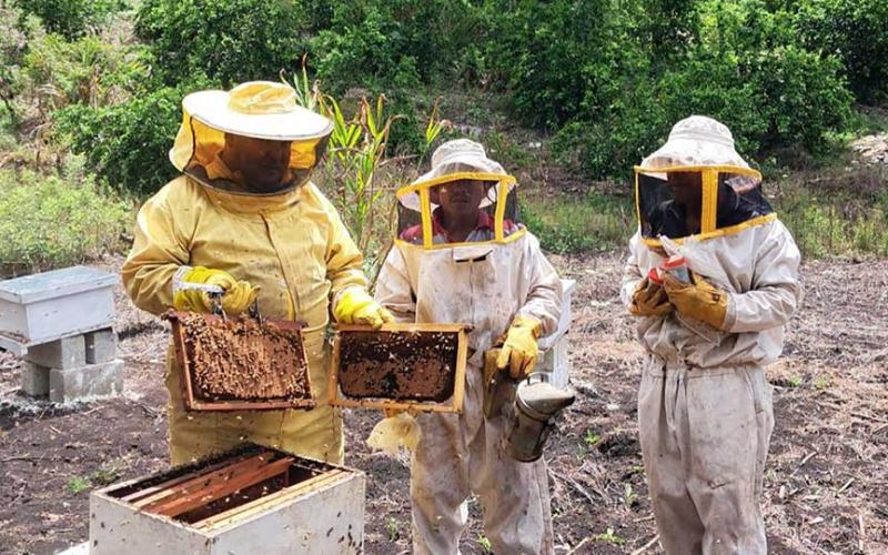Se apoya la producción apícola en Poptún