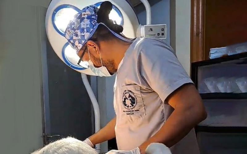 Segunda fase de castraciones y esterilizaciones por el bienestar animal