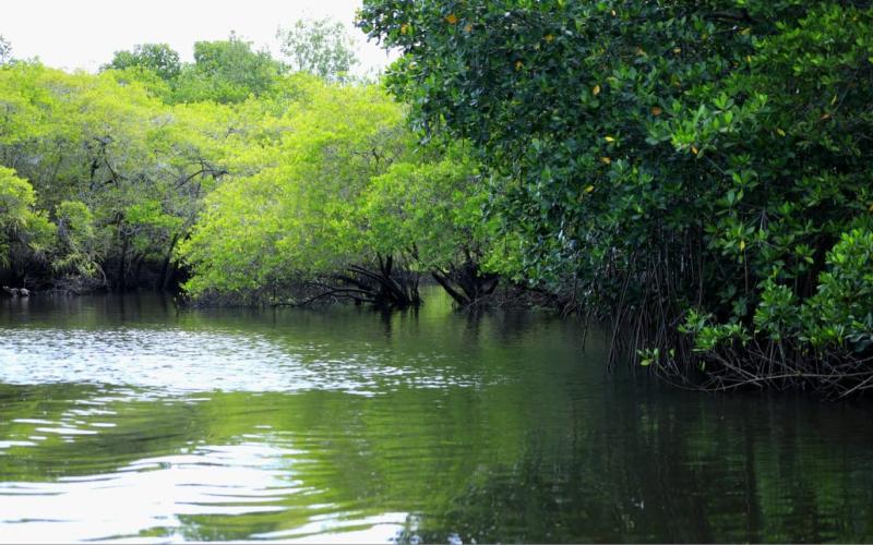 Sostenibilidad ambiental: velan por el bienestar del mangle en Santa Rosa