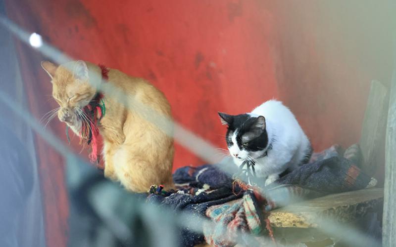 UBA decomisa mascotas en allanamiento