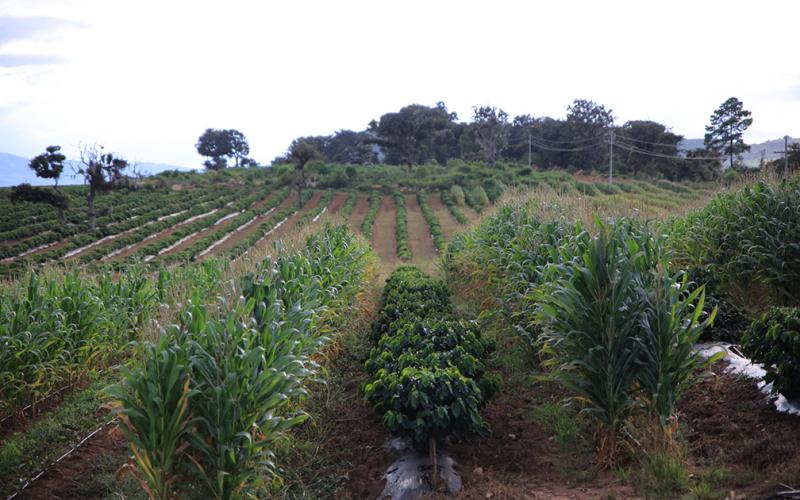 ¿La canícula disminuirá las lluvias? conozca lo que señala nuestro análisis agrometeorológico