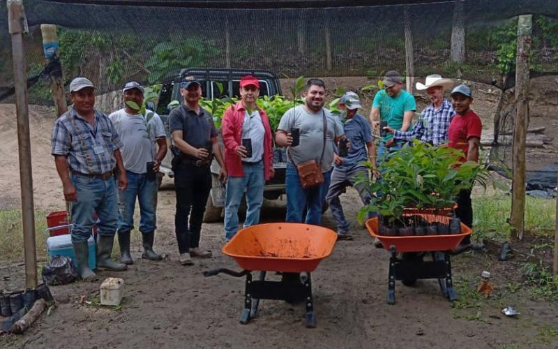 Área de nacimiento de agua reforestada con plantas de caoba